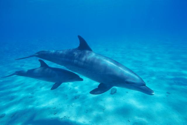 Turisti nisu ubili mladunče delfina