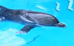 
					Delfini mogu da ostanu budni i po dve nedelje (VIDEO) 
					
									