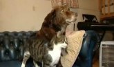 Dirljivo: Mačka pomaže slepom psu da se kreće (VIDEO)