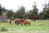 Divlji konji kao atrakcija Vana u Turskoj