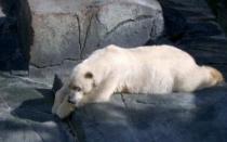
					Do 2015. broj belih medveda biće smanjen za trećinu 
					
									
