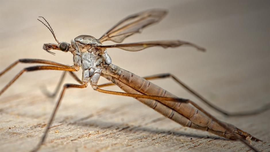 Drugi slučaj zaraze virusom zika u Sloveniji