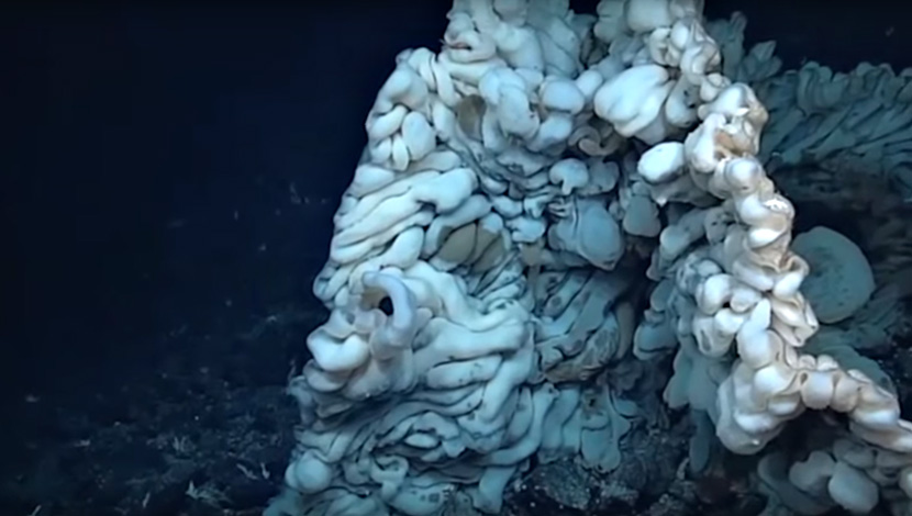 FANTASTIČNO OTKRIĆE: Morski sunđer veličine manjeg kombija pronađen na dnu okeana (FOTO) (VIDEO)
