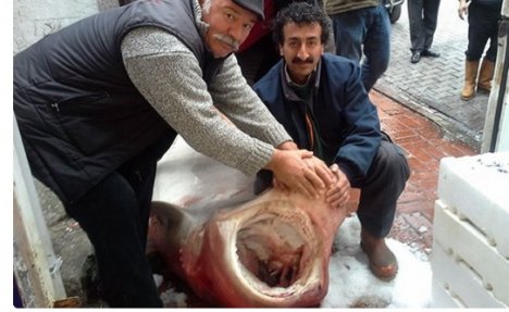 (FOTO) NEMAN IZ DUBINA: Turski ribari uhvatili ajkulu od 700 kilograma