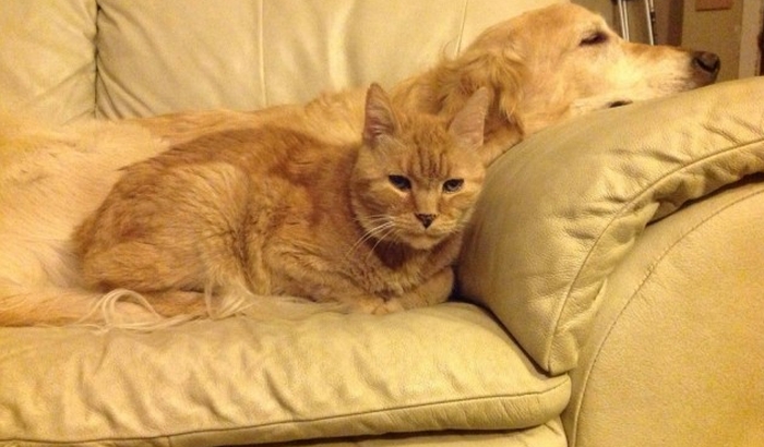 FOTO: Zlatni retriver izgubio najbolju drugaricu, pa se sprijateljio s crnom macom