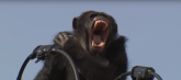 Bekstvo šimpanze kao u Planeti majmuna (VIDEO)