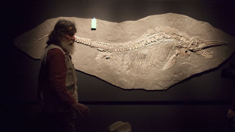Fosili - od muzejskih fioka do interneta