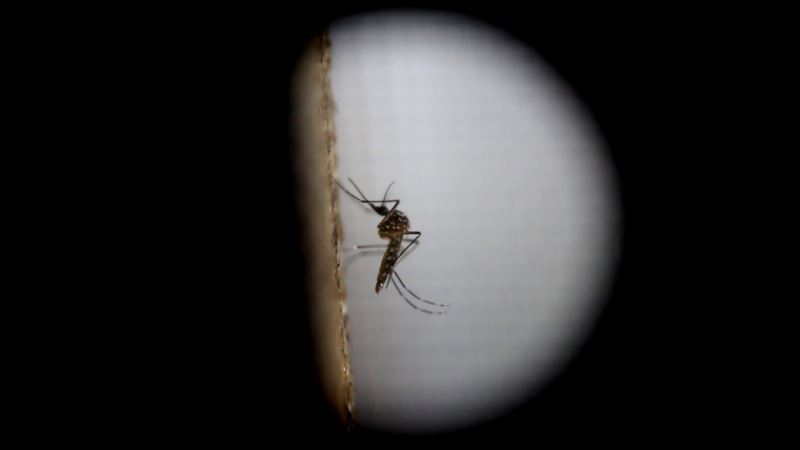 Francuska: Prvi slučaj zaraze virusom zika seksualnim putem