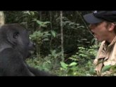Gorila prepoznala prijatelja nakon 5 godina (VIDEO)