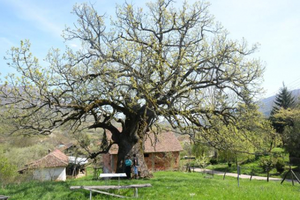 Hrast u selu Divljana, star 1.024 godine - najstariji na Balkanu