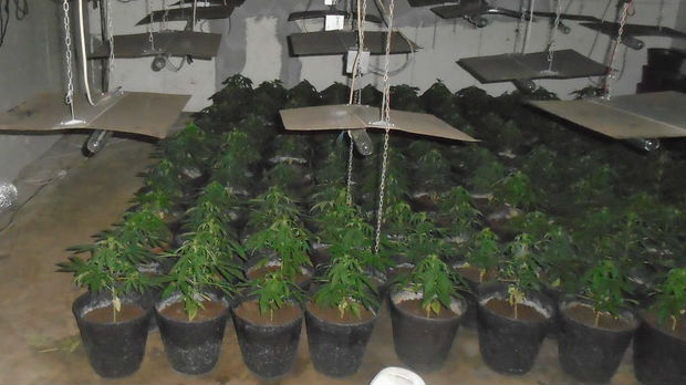 Inđija, pronađena laboratorija za uzgoj marihuane