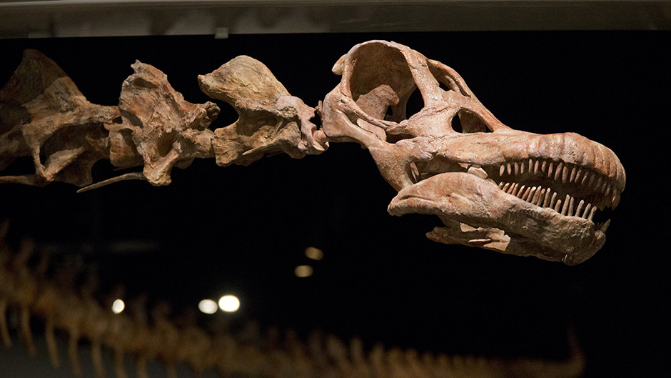 Izumiranje dinosaurusa počelo pre pada asteroida?