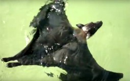 
					Jeste li znali da šišmiši znaju da plivaju? (VIDEO) 
					
									