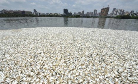 KATASTROFALAN PRIZOR: Ribari pokupili 20 tona mrtve ribe iz jezera