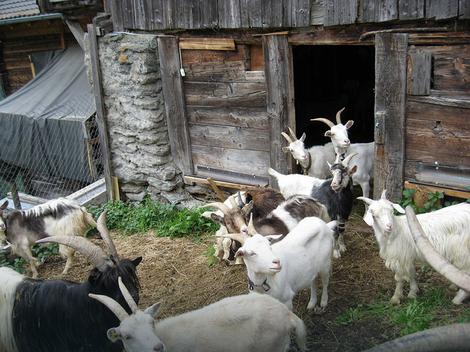 KOZE PUNE KUĆNI BUDŽET U Semberiju svraćaju po kozji sir, meso i mleko