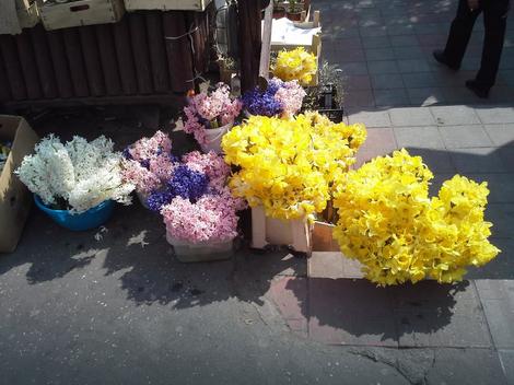 Kad beli grad POŽUTI: Da li znate koji cvet se prodaje na svakom koraku u gradu?