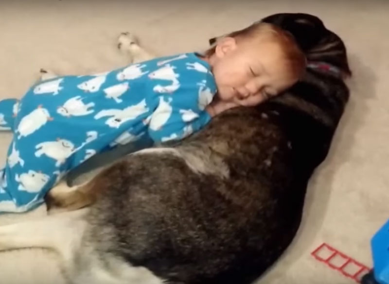 Kada si pospan, ne biraš mesto za spavanje! Beba zaspala preko psa! VIDEO