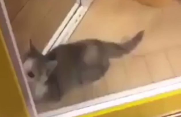 Kada vidite kako ova maca djuska skocicete i vi na noge lagane (VIDEO)