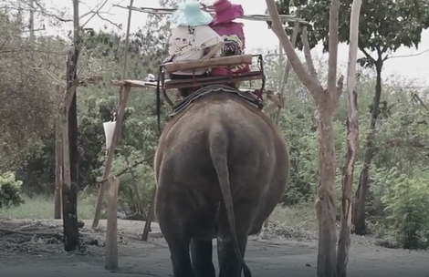 Kako je za zlostavljanu slonicu Sontaju iznenada stigla SLOBODA