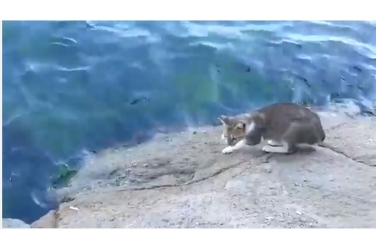 Kako maca lovi ribu (VIDEO)