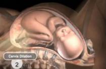 Kako zaista izgleda čudo rađanja? (VIDEO)