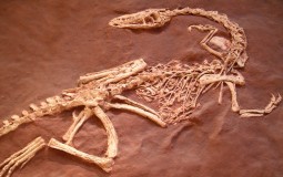 
					Kao u Parku iz doba jure: Pronađene očuvane vene dinosaurusa 
					
									