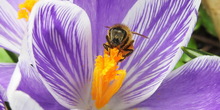 Koja je drevna veza pčela i ljudi?