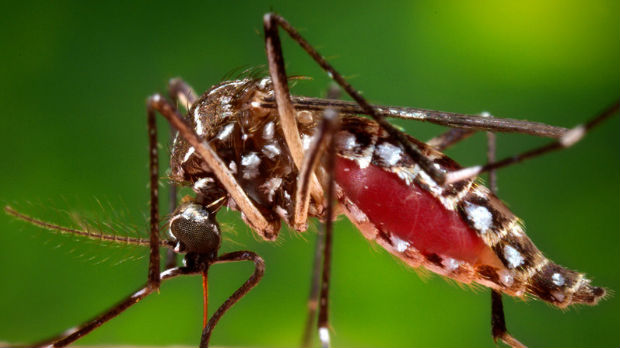 Kolumbija, više od 3.100 trudnica zaraženo virusom zika