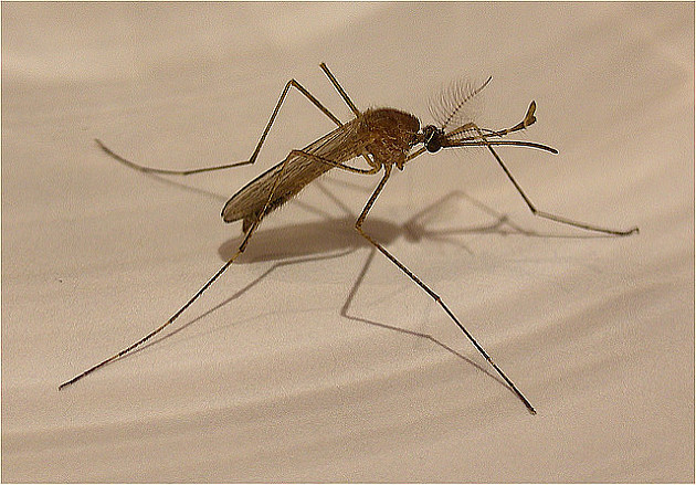 Komarci zaraženi virusom Zapadnog Nila registrovani u Petrovaradinu