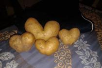 Krompir iz sela Nepravdići