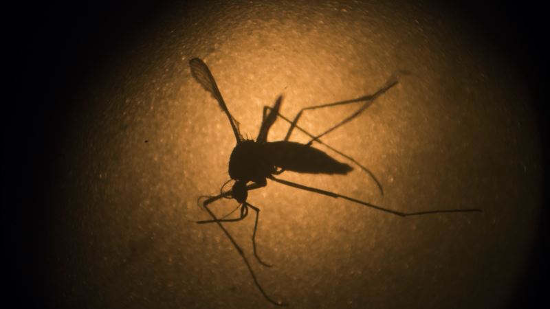 Lekari: Zika preti, Kongres da odobri novac 