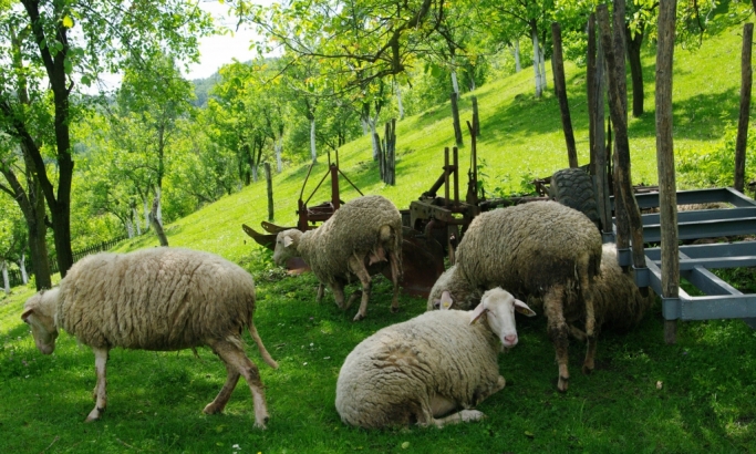Lopovi kolju ovce u toru