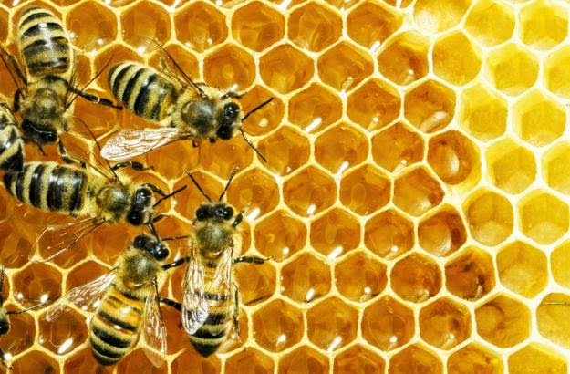 Loša sezona za pčelare – skuplji med