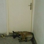 Majdanpek FOTO: Psa vezali u stanu a izbacili ga u hodnik zgrade!