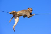 Majmun izazvao prekid struje u celoj Keniji