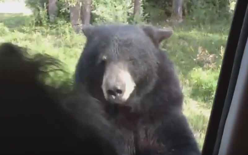 Medved otvorio vrata automobila i prestravio porodicu! VIDEO