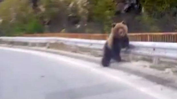 Medved pregažen na auto-putu Tetovo-Skoplje