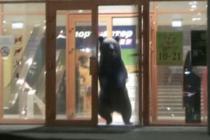 Medvjed provalio u tržni centar na istoku Rusije (VIDEO)