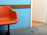 Miš u čekaonici Dispanzera EI (video)