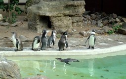 
					Misteriozni incidenti u zoo vrtu u Dortmundu 
					
									