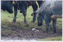Mladunče foke spasile radoznale krave