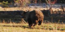 Mrki medved vraćen u prirodno stanište