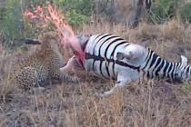 Mrtva zebra uplašila leoparda (VIDEO)