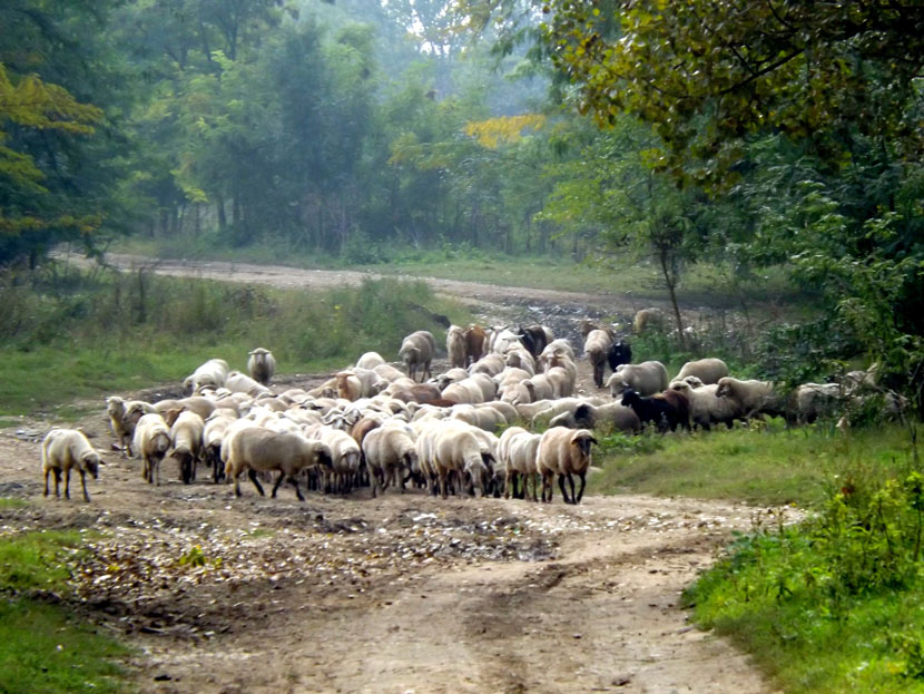 NAJVEĆA STOČNA PREVARA U SRBIJI: Naduvaju ovce pumpom za bicikl da bi ih bolje prodali!