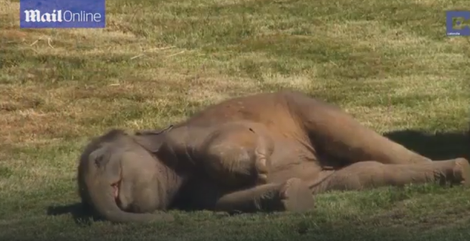 NEODOLJIVO Lenja beba slonče odbija da se probudi
