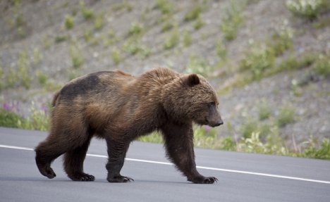 NESREĆA NA AUTO-PUTU U MAKEDONIJI: Pregažen medved, dve osobe povređene