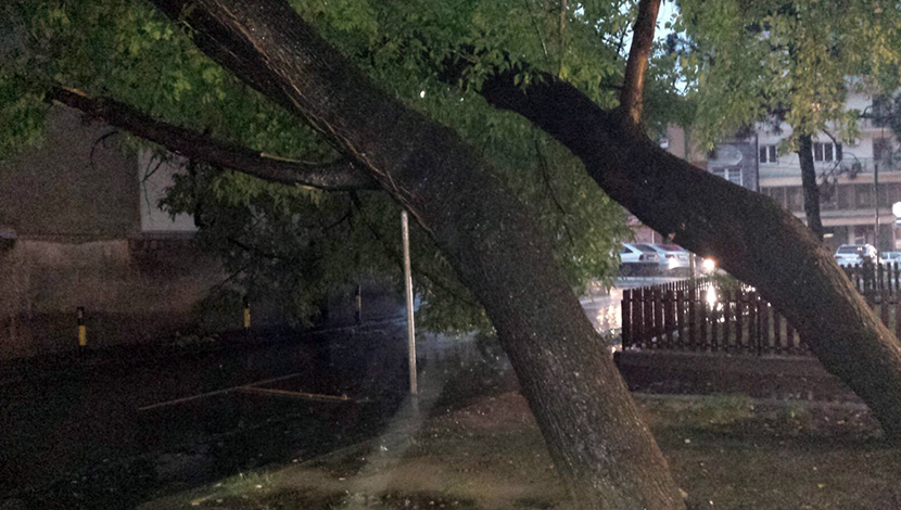NEVREME NAPRAVILO HAOS U BEOGRADU: Na Vračaru iščupana stabla blokirala ulicu (FOTO)