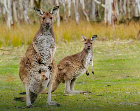 NOVI STANOVNICI JAGODINE U Zoo vrt stigla dva velika crvena kengura