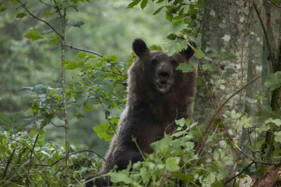 Na Tari uhvaćena tri mrka medveda