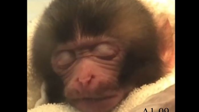 Najslađe otkriće: Bebe majmuni se smeju dok spavaju